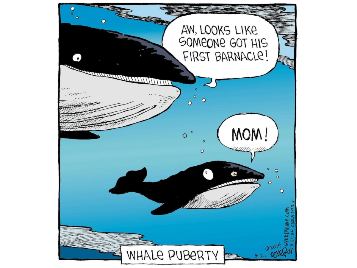 Barnacle SEO whales illustration